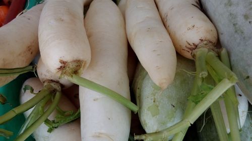 radish vegetables fresh