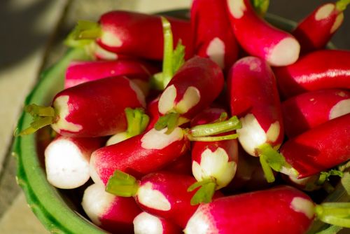 radish vegetable garden vegetables