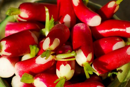 radish vegetables vegetable garden