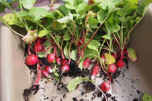 radish harvest kitchen garden