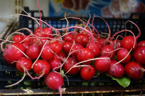 radish vegetables nature