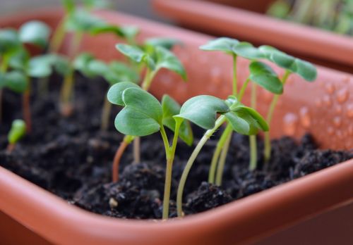 radish sprouts seedling seedlings