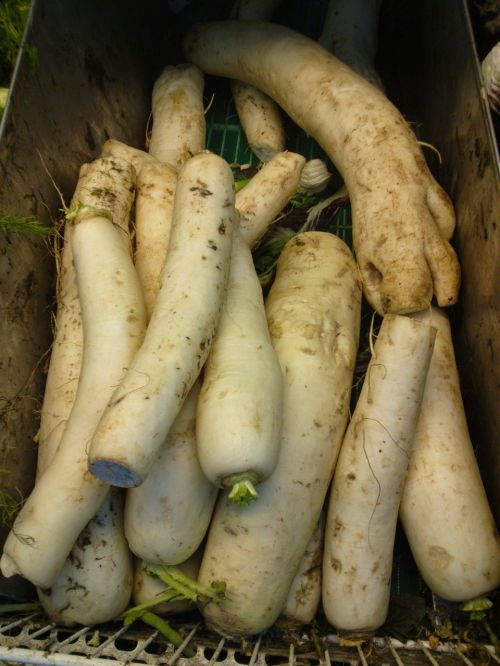 radishes vegetables roots