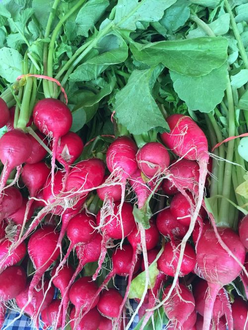 radishes farmers market vegetable
