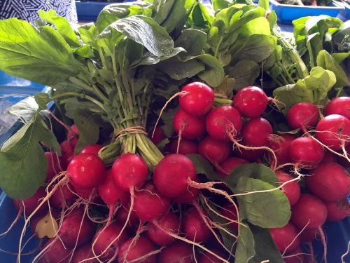 radishes fresh market