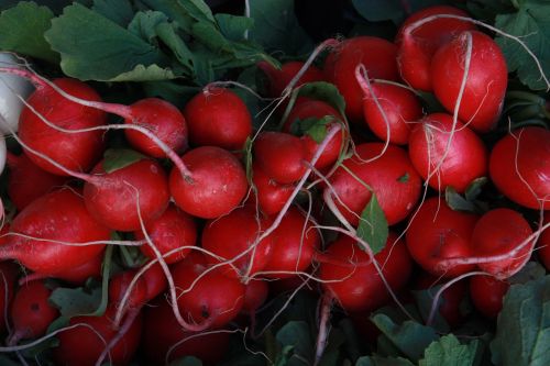 radishes food red