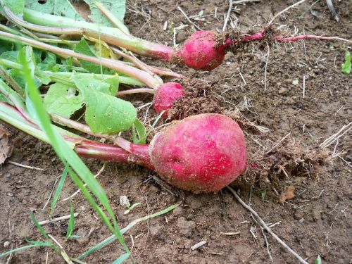 radishes root vegetables