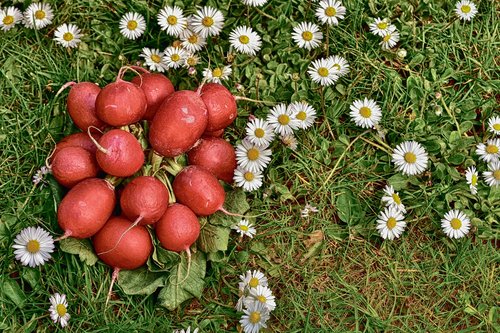 radishes  radish  vegetables