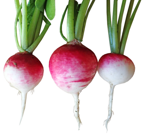 radishes  vegetables  food