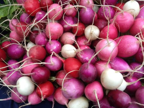 radishes pink red