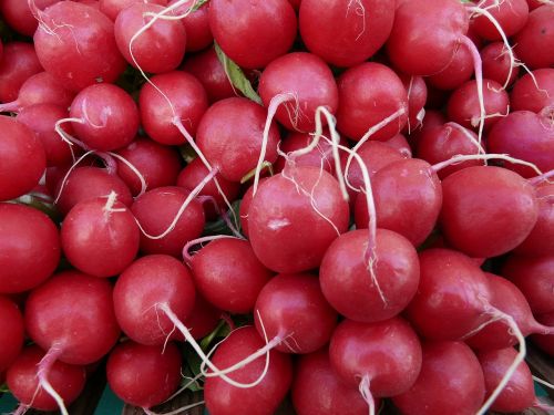 radishes vegetables food