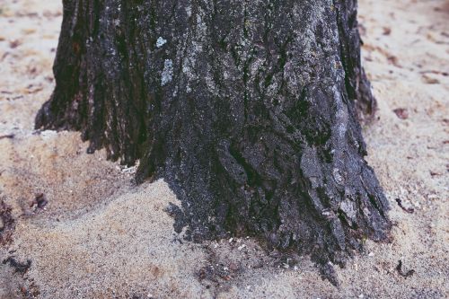 radix tree root