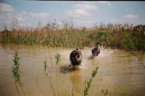 Joyful Dogs