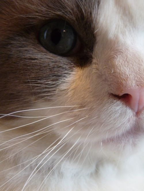 Ragdoll Cat Close Up