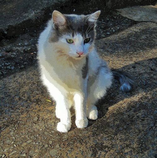 Ragdoll Cat With Green Eyes