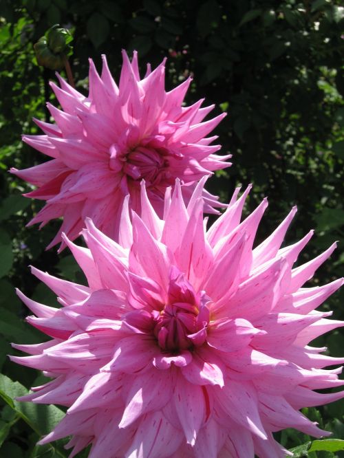 raghavendra pink flowers
