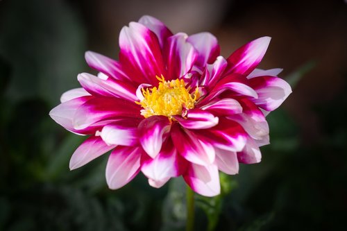 raghavendra  flower  garden