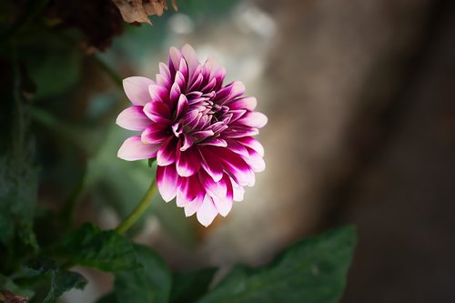 raghavendra  dalia  flower