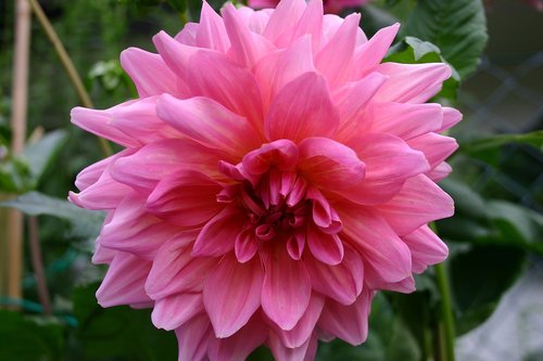 raghavendra  flower  close up