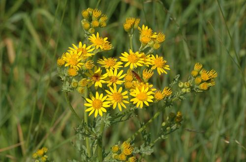 ragwort wildflower plant