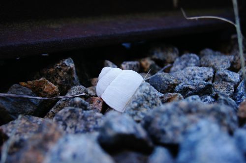 rail snail pebble