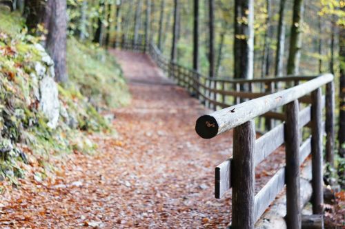 railing away forest path