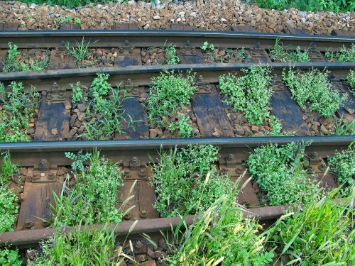 rails overgrown railroad tracks