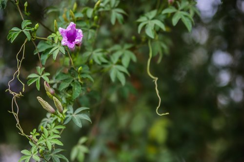 railway-creeper  flower  railway