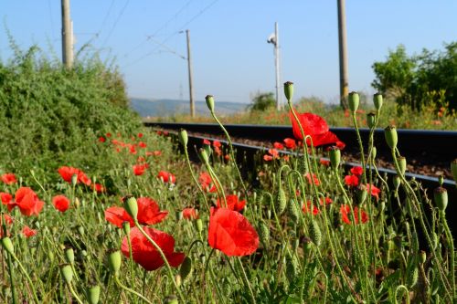 railways flowers red