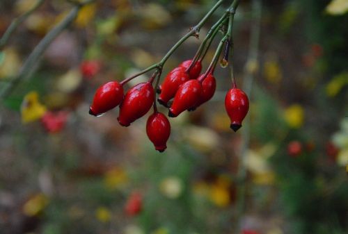 rain rose red