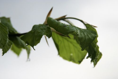 rain drip drops of rain