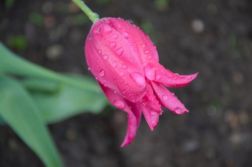 rain spring tulip