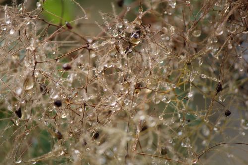 rain plant drop of water