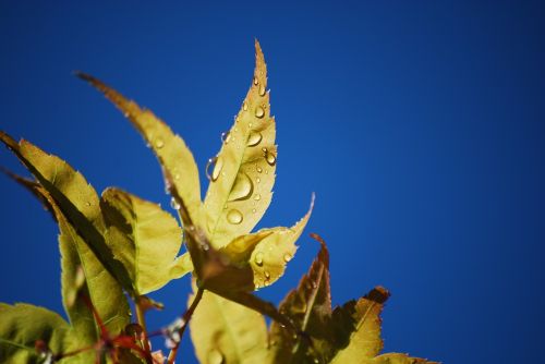 drop leaf sky