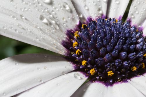 macro osteospermum ecklonis cape basket