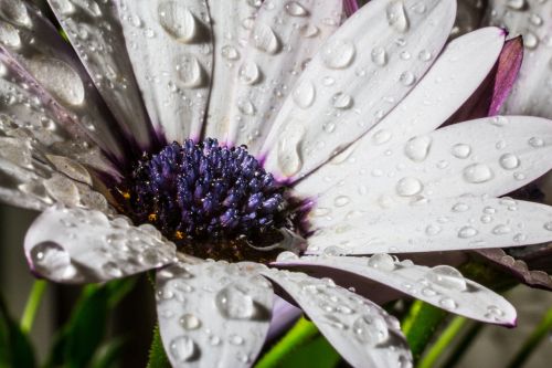 osteospermum ecklonis cape basket rain