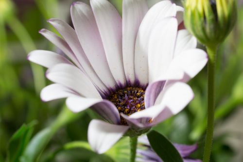 macro osteospermum ecklonis cape basket