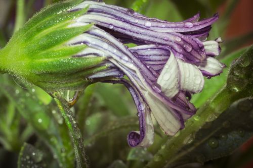 macro osteospermum ecklonis cape basket