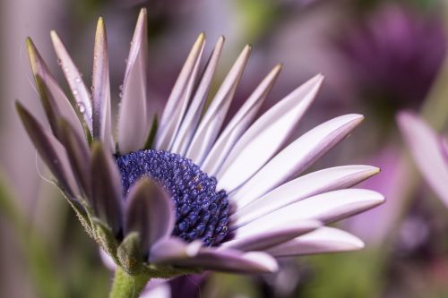 macro osteospermum ecklonis cape basket