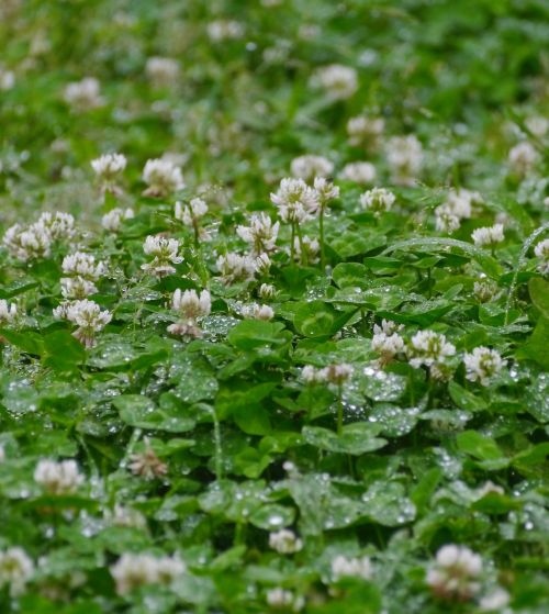 rain astragalus grass