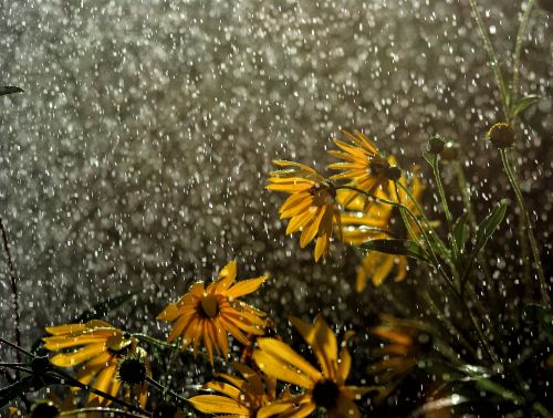 rain flowers in the rain raindrop