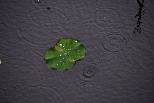 rain water droplets lotus leaf