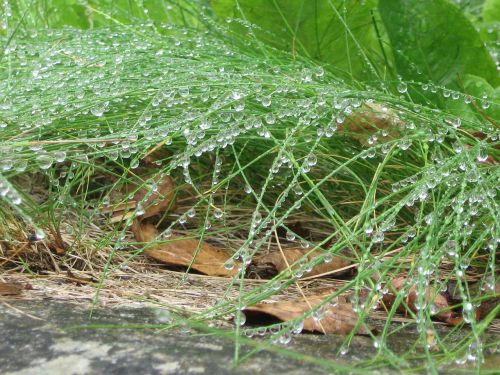 rain morgentau grass