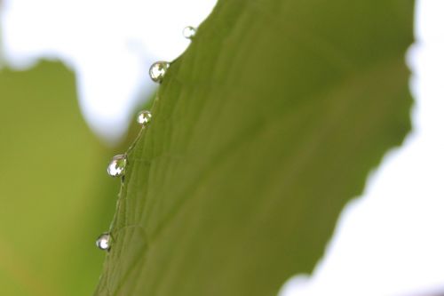 rain drop leaf