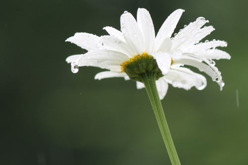 rain daisy flower