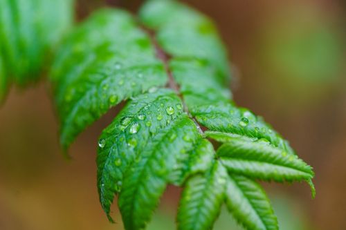 rain drip plant