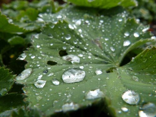 rain rain drop leaf