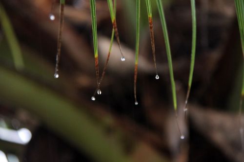 rain leaves drop