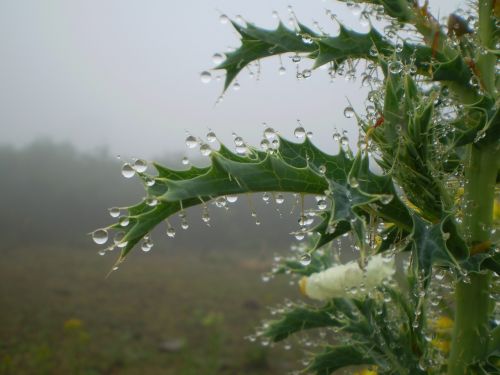 rain plants drops