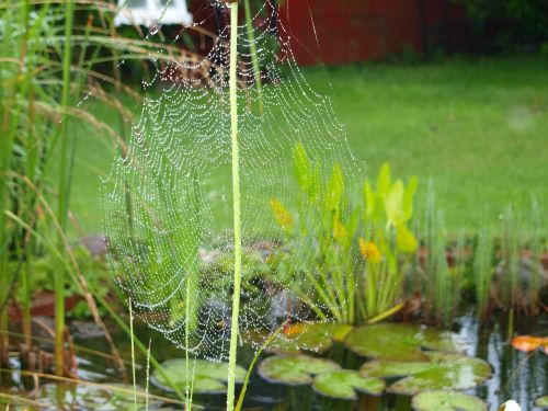rain spider cobweb
